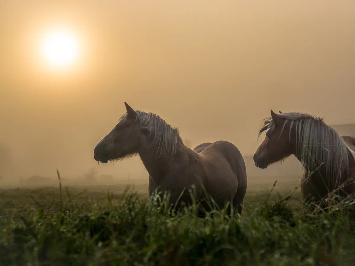 Charles Marceau-Cotton | Carlito Photo Chevaux Chemin Vézina